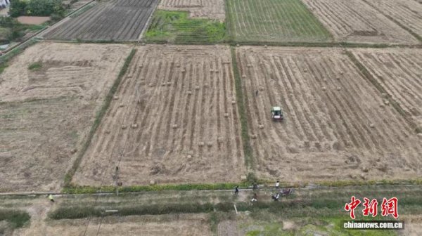 金盛网 “稻稻菌”模式巧用秸秆 湖南安仁循环农业“点秸成金”